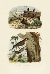 Skorpionspinnenkrabbe